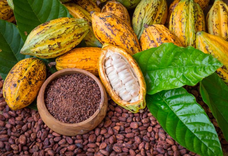 Côte d’Ivoire : Record historique pour les producteurs, le prix du cacao enregistre un taux de 39%,
