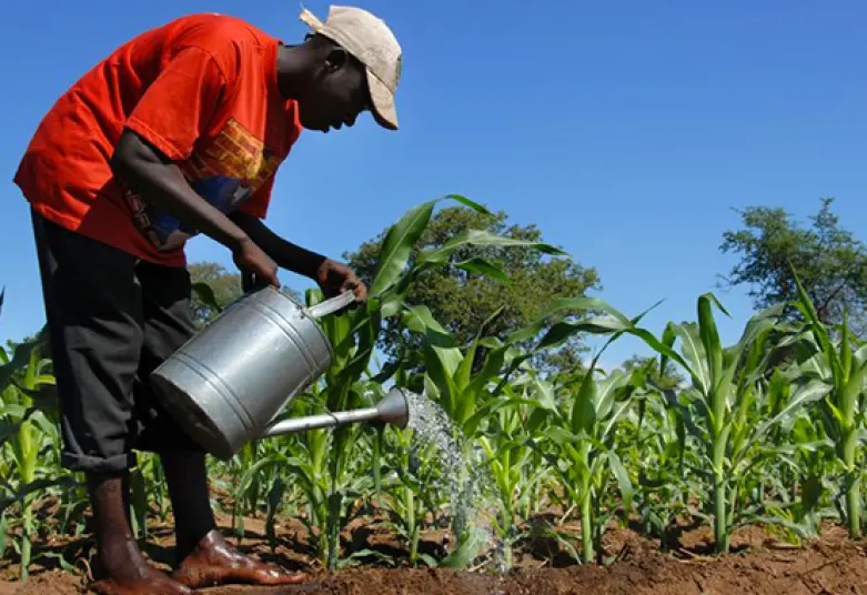 Agriculture en Afrique : Un Secteur Clé, un Marché Prometteur pour les Équipements Modernes